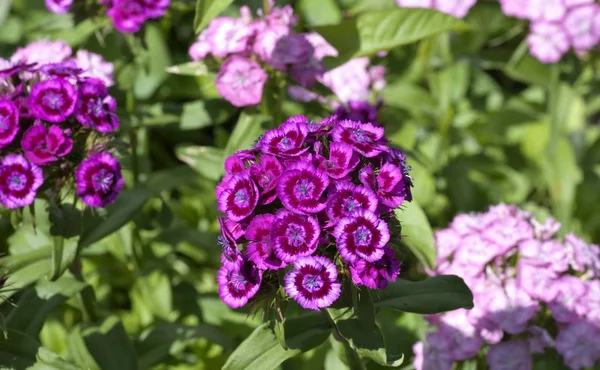 koyu kırmızı çiçekler tatlı Williams