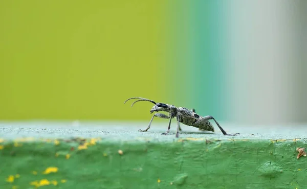 Escarabajo gris capricornio —  Fotos de Stock