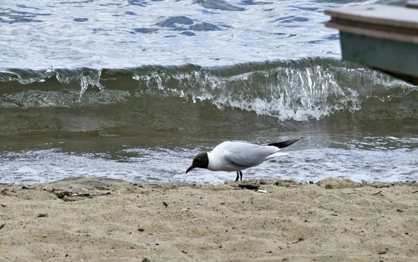 Möwe am Ufer des Sees — Stockfoto