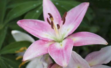 yağmur damlaları ile nazik pembe Kaplan Lily