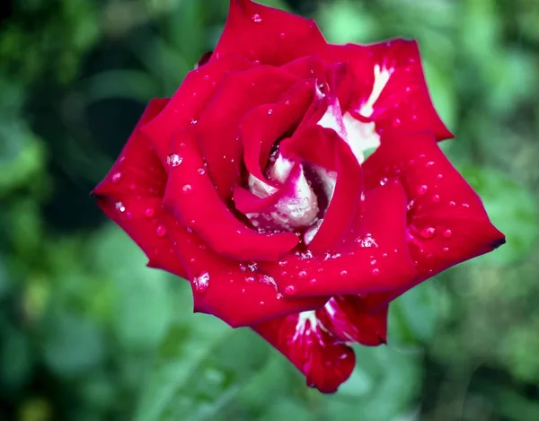 Rosa vermelha com gotas de chuva, estreitar a área de foco — Fotografia de Stock