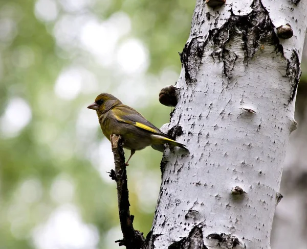 Oiseau forestier pinsons verts au nom latin Carduelis chloris — Photo