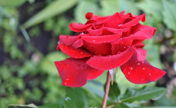 Bright red rose with rain drops, narrow the focus area — Stock Photo, Image