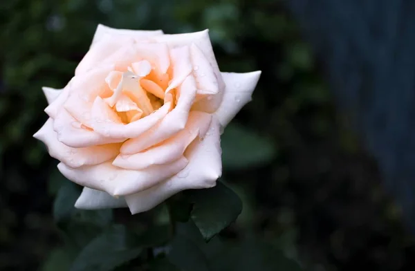 Beautiful cream rose with rain drops — Stock Photo, Image