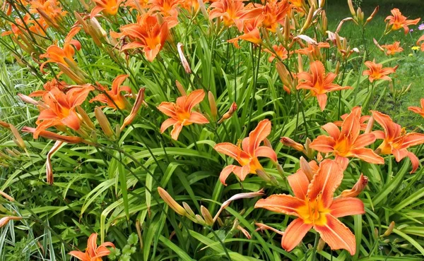 flowerbed with orange lilies