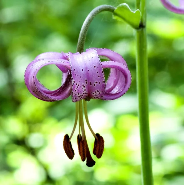 Kwiat las Lilia złotogłów — Zdjęcie stockowe