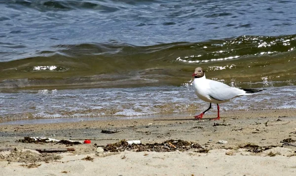 Seagull on the shore of the lake — Stock Photo, Image