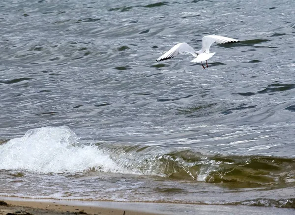 Möwe fliegt über den See — Stockfoto