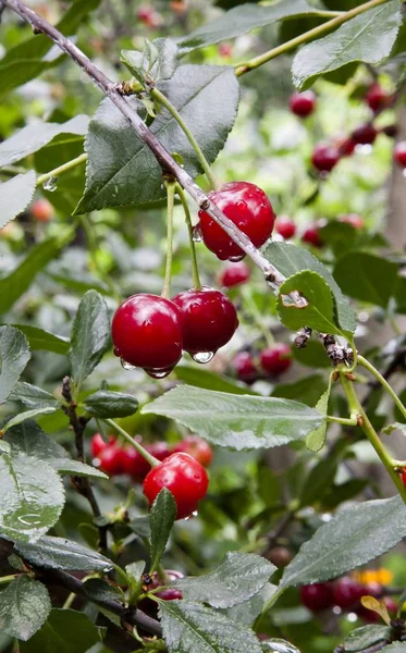 Reife Kirschen mit Regentropfen — Stockfoto