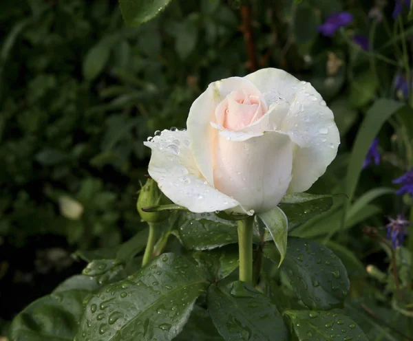 Beautiful bud cream rose with rain drops — Stock Photo, Image