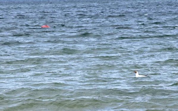 Gabbiano galleggiante nel lago — Foto Stock