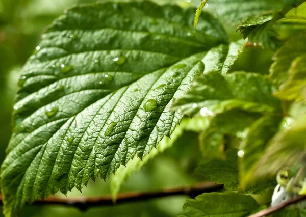 bir yaprak üzerinde çiğ damlasına