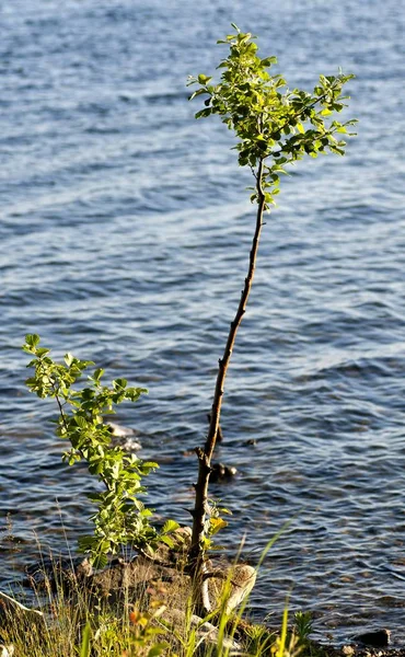 Mladý malý strom na jezeře — Stock fotografie