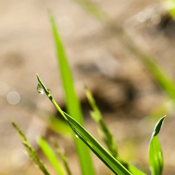 Pokles ranní Rosy na trávě — Stock fotografie