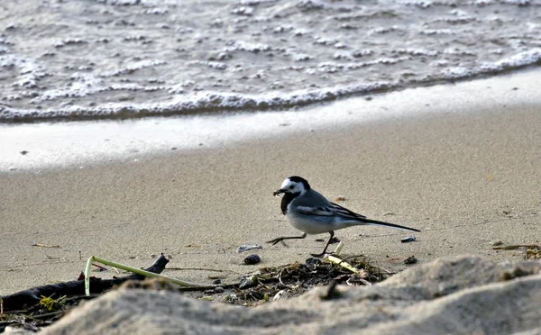 Wagtail sur le lac — Photo