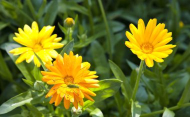 çiçek calendula üzerinde yeşil çekirge