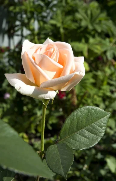 Beautiful cream rose — Stock Photo, Image
