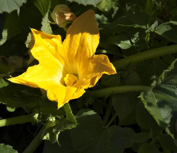 Flor de calabaza amarilla — Foto de Stock