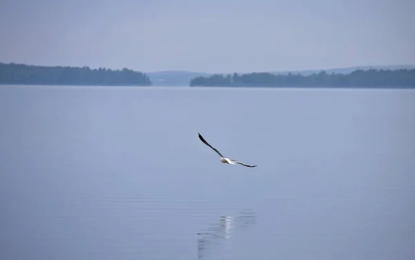 Gaivota voando sobre o lago nebuloso pela manhã — Fotografia de Stock