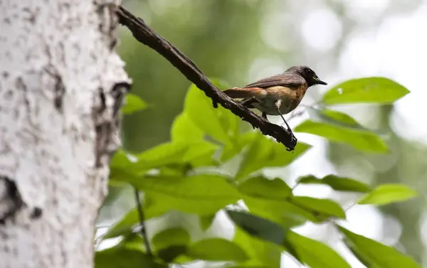 나무 가지에 앉아 redstart — 스톡 사진