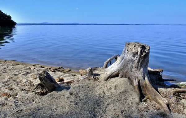 Old dried tree stump on the lake — Stock Photo, Image