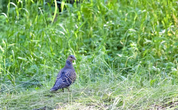 Turtledove is very careful bird — Stock Photo, Image