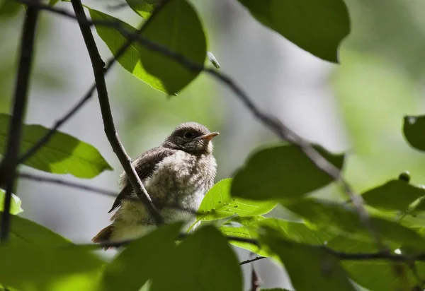 Pinto Redstart sentado em um ramo — Fotografia de Stock