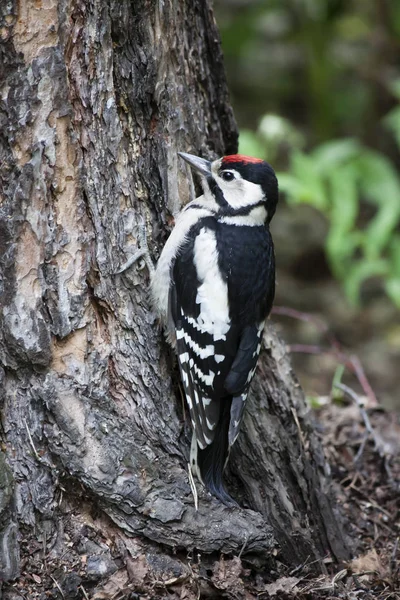 bir ağaç ve yiyecek arayan ağaçkakan oturur