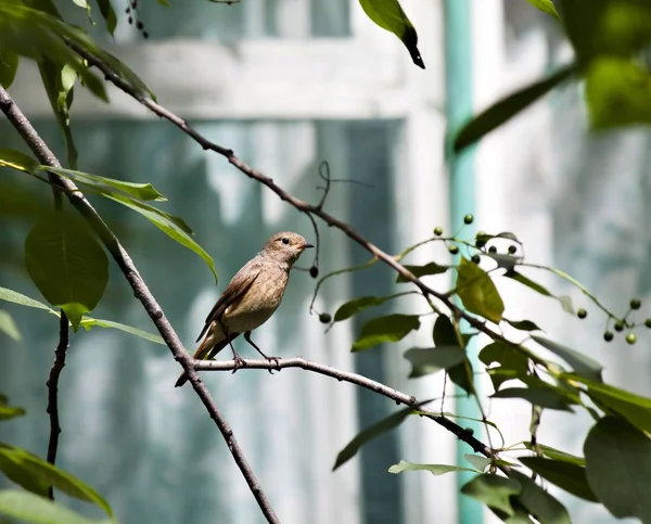 Feminino Redstart sentado em um galho de árvore — Fotografia de Stock