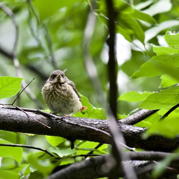 Chick rödstjärt sitter i ett träd och väntar föräldrar — Stockfoto