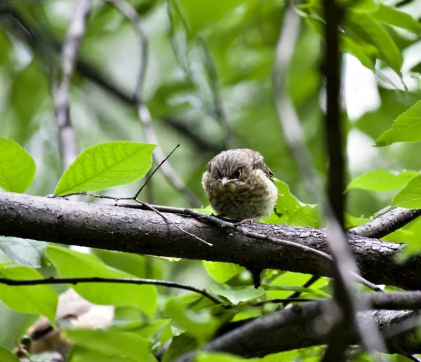 Chick Redstart sitting in a tree and waiting for parents — Stock Photo, Image