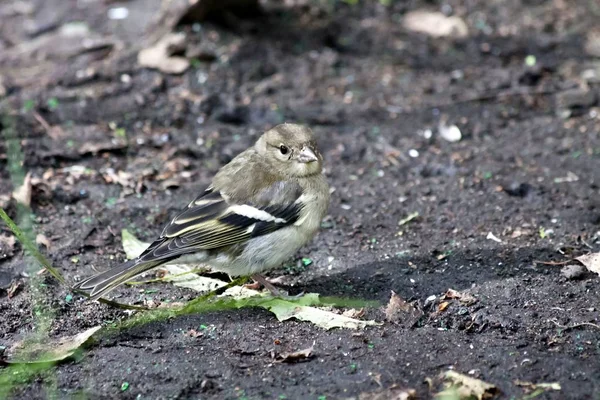 Femelle Chaffinch sur la terre à la recherche de nourriture — Photo