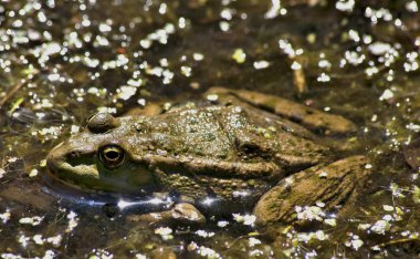 Kurbağa oturur ve güneşin altında basks