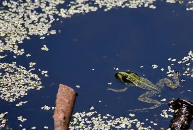 Yeşil kurbağa suda yüzer.