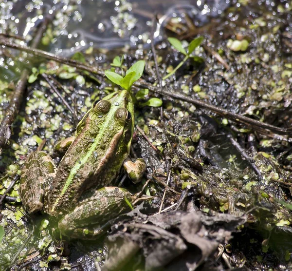 Žába sedí a vyhřívá na slunci — Stock fotografie