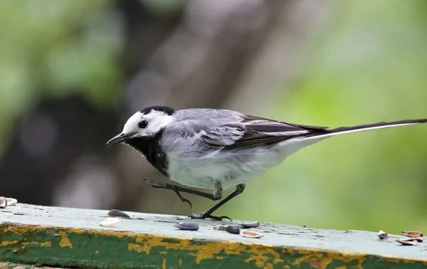 Wagtail danse sur le conseil — Photo