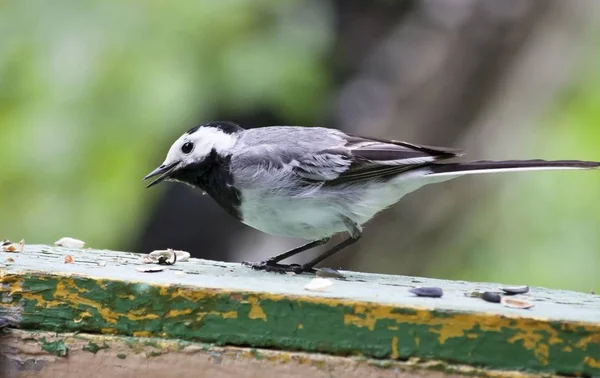 Wagtail chantant sur le conseil — Photo