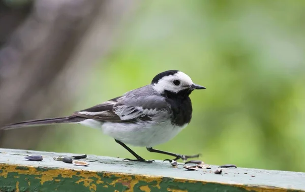 Wagtail assis sur le conseil — Photo