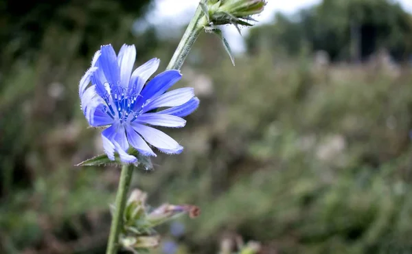 Blauwe bloemen van de cichorei macro — Stockfoto