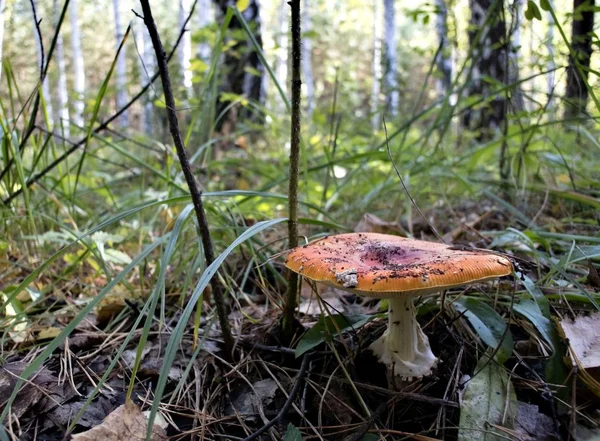fly agaric grew up among green grass and pine needles