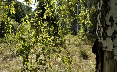 Güneş, güneş ışığına karşı orman manzara yaprakları yoluyla tuttu