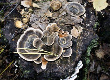 Eski bir kütükte büyüyen mantarlar