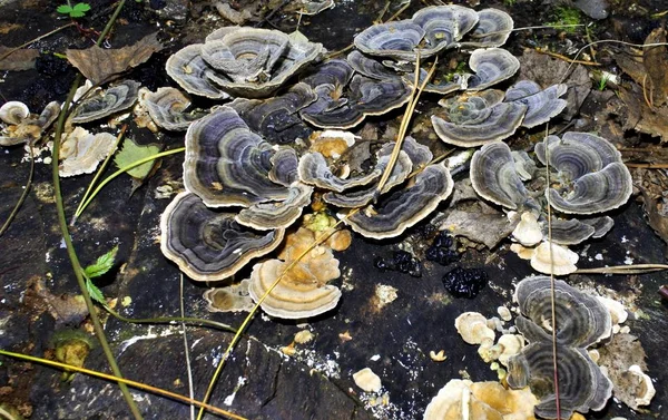 Champignons poussant sur un vieux moignon — Photo