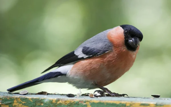 Bullfinch regarde le photographe — Photo