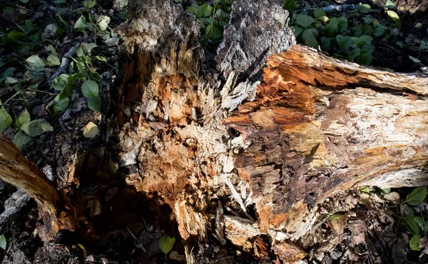 一只落在一起的桦树的裂开的树干 — 图库照片