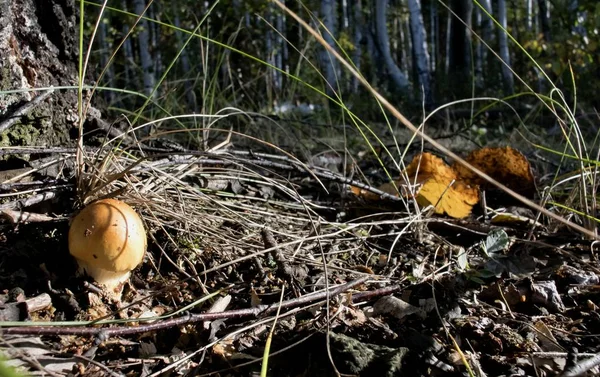 Ung svamp växte bland gräset i höst — Stockfoto