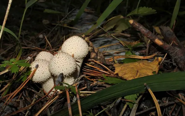 Group of fungi raincoats among the pine needles — Stock Photo, Image