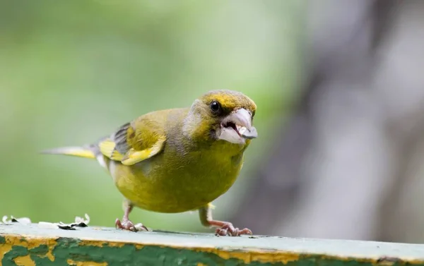 Fågel Grönfinken sitter i styrelsen — Stockfoto