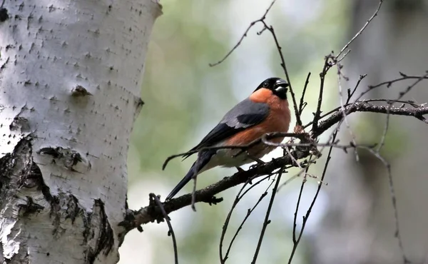 Bullfinch sentado no ramo de um vidoeiro — Fotografia de Stock