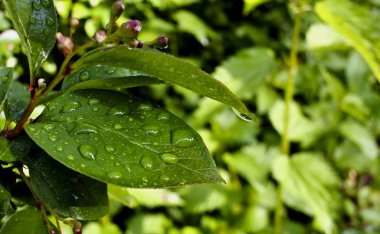 su yapraklarda sonra yağmur damlaları.